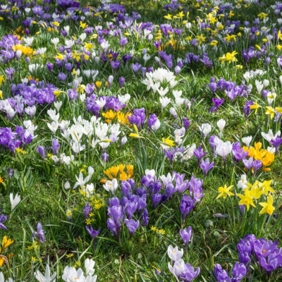 Spring Flowers Field