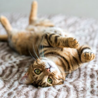 Cute bengal funny cat playing